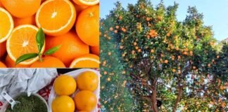 उत्तराखंड के पहाड़ी क्षेत्रों से नारंगी गायब, माल्टा को भाव नहीं: औषधीय गुणों से भरपूर माल्टा के उत्पादकों को नहीं मिल पा रहा है इसका उचित मूल्य