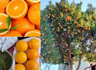 उत्तराखंड के पहाड़ी क्षेत्रों से नारंगी गायब, माल्टा को भाव नहीं: औषधीय गुणों से भरपूर माल्टा के उत्पादकों को नहीं मिल पा रहा है इसका उचित मूल्य