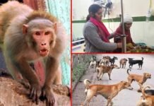 पौड़ी में कुत्तों के साथ अब बंदर भी हुए खूंखार, किचन में घुसकर महिला पर किया हमला, एक ही दिन में 8 लोगों को काटा Dogs and monkeys bit 8 people in Pauri