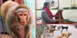 पौड़ी में कुत्तों के साथ अब बंदर भी हुए खूंखार, किचन में घुसकर महिला पर किया हमला, एक ही दिन में 8 लोगों को काटा Dogs and monkeys bit 8 people in Pauri