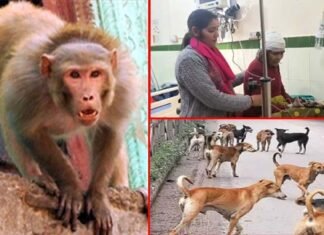 पौड़ी में कुत्तों के साथ अब बंदर भी हुए खूंखार, किचन में घुसकर महिला पर किया हमला, एक ही दिन में 8 लोगों को काटा Dogs and monkeys bit 8 people in Pauri