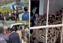 श्रीनगर: कीर्तिनगर क्षेत्र में दो दिन में 8 लोगों पर हमला करने वाला आदमखोर आखिरकार हुआ ढेर, ग्रामीणों ने ली रहत की सांस Leopard killed in Kirtinagar area