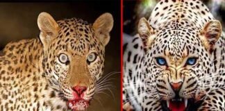 श्रीनगर में 4 साल के मासूम को आंगन से उठाकर ले गया गुलदार, 24 घंटे के अंदर खिर्सू ब्लॉक क्षेत्र में दूसरी घटना, स्थानीय लोगों में आक्रोश