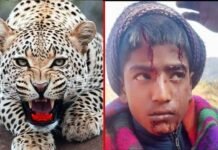 परीक्षा देने जा रहे छात्र को गुलदार ने हमला कर किया घायल