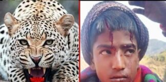 परीक्षा देने जा रहे छात्र को गुलदार ने हमला कर किया घायल