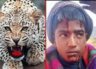 परीक्षा देने जा रहे छात्र को गुलदार ने हमला कर किया घायल