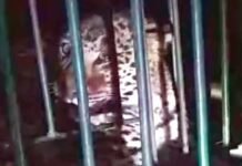 श्रीनगर में पिंजरे में कैद हुआ गुलदार, लोगों में अभी भी दहशत