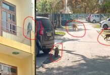 ग्रेटर नोएडा के सेक्टर बीटा- 2 में बंदरों का आतंक, कई लोगों पर कर चुके हैं हमला, नहीं हो रहा समाधान