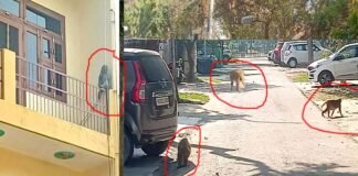 ग्रेटर नोएडा के सेक्टर बीटा- 2 में बंदरों का आतंक, कई लोगों पर कर चुके हैं हमला, नहीं हो रहा समाधान