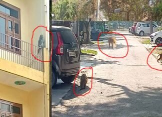 ग्रेटर नोएडा के सेक्टर बीटा- 2 में बंदरों का आतंक, कई लोगों पर कर चुके हैं हमला, नहीं हो रहा समाधान