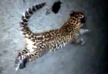 श्रीनगर में उफल्डा के समीप मिला गुलदार के शावक का शव