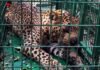पिंजरे में कैद हुआ दो बच्चों को निवाला बनाने वाला गुलदार Leopard captured in cage