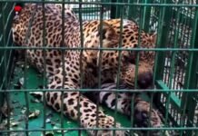 पिंजरे में कैद हुआ दो बच्चों को निवाला बनाने वाला गुलदार Leopard captured in cage