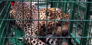 पिंजरे में कैद हुआ दो बच्चों को निवाला बनाने वाला गुलदार Leopard captured in cage