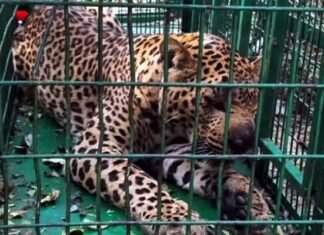 पिंजरे में कैद हुआ दो बच्चों को निवाला बनाने वाला गुलदार Leopard captured in cage