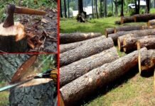 अंदेशा : उत्तराखंड में निजी भूमि के पेड़ काटने की अनुमति कहीं माफिया के लिए चोर दरवाजा न बन जाए