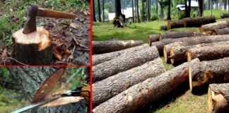 अंदेशा : उत्तराखंड में निजी भूमि के पेड़ काटने की अनुमति कहीं माफिया के लिए चोर दरवाजा न बन जाए