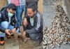 पौड़ी डीएम की एक और अनूठी पहल, चीड़ के बीज को आर्थिकी का जरिया बनाकर एक साथ स्वरोजगार और पर्यावरण सुरक्षा का उठाया बीड़ा pine seeds