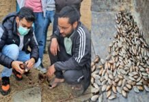 पौड़ी डीएम की एक और अनूठी पहल, चीड़ के बीज को आर्थिकी का जरिया बनाकर एक साथ स्वरोजगार और पर्यावरण सुरक्षा का उठाया बीड़ा pine seeds