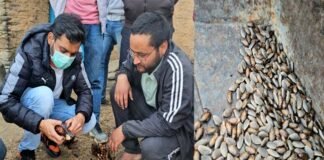 पौड़ी डीएम की एक और अनूठी पहल, चीड़ के बीज को आर्थिकी का जरिया बनाकर एक साथ स्वरोजगार और पर्यावरण सुरक्षा का उठाया बीड़ा pine seeds