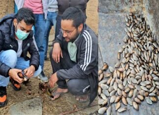 पौड़ी डीएम की एक और अनूठी पहल, चीड़ के बीज को आर्थिकी का जरिया बनाकर एक साथ स्वरोजगार और पर्यावरण सुरक्षा का उठाया बीड़ा pine seeds
