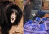 रुद्रप्रयाग: जंगल में घास काट रही गई महिला पर भालू ने किया हमला Bear attacks woman
