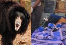 रुद्रप्रयाग: जंगल में घास काट रही गई महिला पर भालू ने किया हमला Bear attacks woman