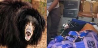 रुद्रप्रयाग: जंगल में घास काट रही गई महिला पर भालू ने किया हमला Bear attacks woman