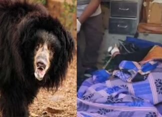 रुद्रप्रयाग: जंगल में घास काट रही गई महिला पर भालू ने किया हमला Bear attacks woman