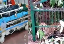 श्रीनगर में 7 साल की बच्ची को आंगन से उठा ले गया गुलदार, गंभीर हालत में झाड़ियों में मिली मासूम, पिंजरे में कैद हुआ आदमखोर Guldar attack on 7 year old girl in srinagar garhwal