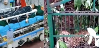 श्रीनगर में 7 साल की बच्ची को आंगन से उठा ले गया गुलदार, गंभीर हालत में झाड़ियों में मिली मासूम, पिंजरे में कैद हुआ आदमखोर Guldar attack on 7 year old girl in srinagar garhwal