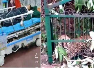 श्रीनगर में 7 साल की बच्ची को आंगन से उठा ले गया गुलदार, गंभीर हालत में झाड़ियों में मिली मासूम, पिंजरे में कैद हुआ आदमखोर Guldar attack on 7 year old girl in srinagar garhwal