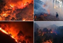 उत्तराखंड में जंगलों की आग ने मचाया हाहाकार, वन विभाग के सभी कार्मिकों की छुट्टियां रद, आग लगाने पर 196 लोगों पर केस दर्ज