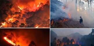 उत्तराखंड में जंगलों की आग ने मचाया हाहाकार, वन विभाग के सभी कार्मिकों की छुट्टियां रद, आग लगाने पर 196 लोगों पर केस दर्ज