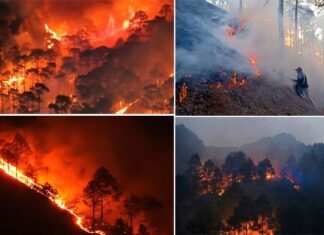 उत्तराखंड में जंगलों की आग ने मचाया हाहाकार, वन विभाग के सभी कार्मिकों की छुट्टियां रद, आग लगाने पर 196 लोगों पर केस दर्ज