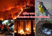 सोचिए जरुर! तिनका-तिनका जोड़कर बनाते हैं घोंसला, जंगलों में लगी आग से बेजुबान पक्षियों के घोंसलों के साथ ही जल जाते हैं अंडे व मासूम बच्चे Birds nests get burnt due to forest fire
