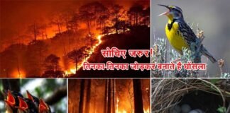 सोचिए जरुर! तिनका-तिनका जोड़कर बनाते हैं घोंसला, जंगलों में लगी आग से बेजुबान पक्षियों के घोंसलों के साथ ही जल जाते हैं अंडे व मासूम बच्चे Birds nests get burnt due to forest fire