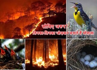 सोचिए जरुर! तिनका-तिनका जोड़कर बनाते हैं घोंसला, जंगलों में लगी आग से बेजुबान पक्षियों के घोंसलों के साथ ही जल जाते हैं अंडे व मासूम बच्चे Birds nests get burnt due to forest fire