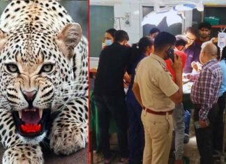 श्रीनगर में मां की गोद में बैठी बच्ची पर झपटा गुलदार, गंभीर हालत में अस्पताल में भर्ती है 4 साल की मासूम Guldar-attacked-in-srinagar garhwal