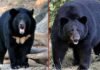 बकरी चराने जंगल गए युवक पर भालू ने किया हमला, गंभीर रूप से घायल bear attack in pauri garhwal