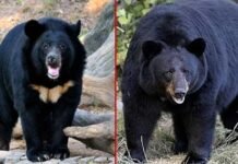 बकरी चराने जंगल गए युवक पर भालू ने किया हमला, गंभीर रूप से घायल bear attack in pauri garhwal