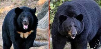 बकरी चराने जंगल गए युवक पर भालू ने किया हमला, गंभीर रूप से घायल bear attack in pauri garhwal