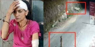खेत में घास काट रही महिला पर झपटा गुलदार, कमला देवी की हिम्मत की देनी होगी दाद, लड़कर बचाई अपनी जान