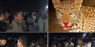 श्रीनगर गढ़वाल: तीन साल के बच्चे को उठा ले गया गुलदार, खोजबीन जारी, स्थानीय लोगों में दहशत