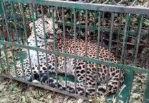 श्रीनगर गढ़वाल में आतंक का पर्याय बन चुका गुलदार आखिर पिंजरे में हुआ कैद leopard imprisoned in cage in srinagar