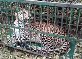 श्रीनगर गढ़वाल में आतंक का पर्याय बन चुका गुलदार आखिर पिंजरे में हुआ कैद leopard imprisoned in cage in srinagar