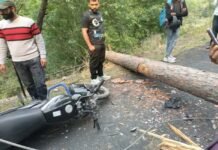 दुखद हादसा: आंधी-तूफान से बाइक सवार युवकों के ऊपर गिरा चीड़ का पेड़, दोनों की मौत pine tree fell on the bike riders