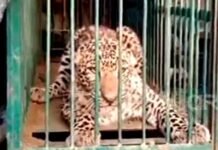 पौड़ी गढ़वाल: इस गाँव में मकान के अंदर घुसा गुलदार, मची अफरा-तफरी, तीन घंटे की मशक्कत के बाद वनविभाग की टीम ने पिंजरे में किया कैद Leopard entered a house in Bangwadi village