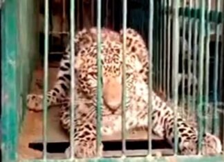 पौड़ी गढ़वाल: इस गाँव में मकान के अंदर घुसा गुलदार, मची अफरा-तफरी, तीन घंटे की मशक्कत के बाद वनविभाग की टीम ने पिंजरे में किया कैद Leopard entered a house in Bangwadi village