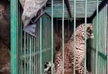 श्रीनगर में एक और गुलदार हुआ पिंजरे में कैद, अभी भी चौरास में घूम रहें दो गुलदार, अब तक वन विभाग पांच को कर चुका है कैद